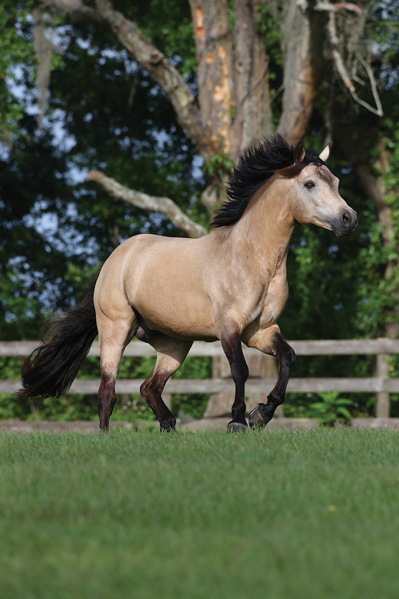 Connemara Pony Breed Portrait – Horse Illustrated