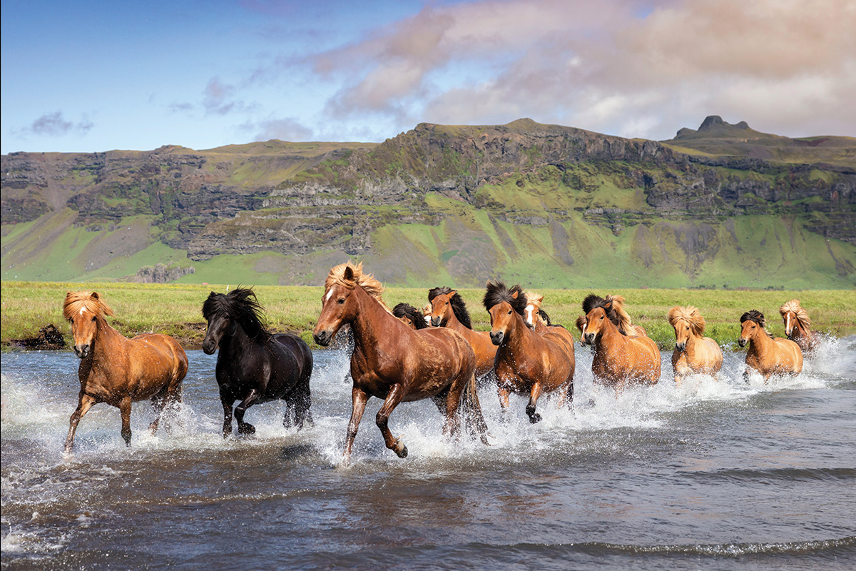 A Journey By way of Pictures: Icelandic Horses