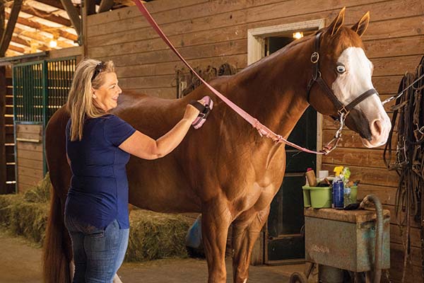 Cease Equine Pores and skin Issues on the Root