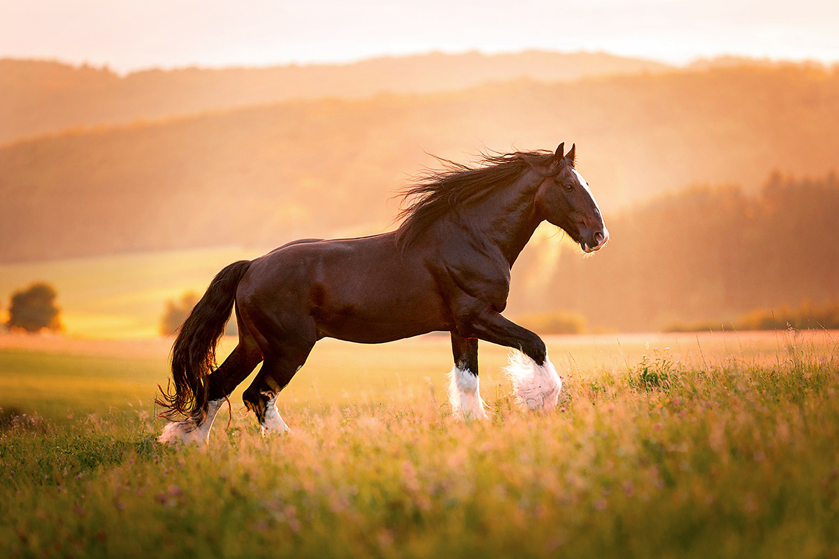 The ten Greatest Horse Breeds within the World