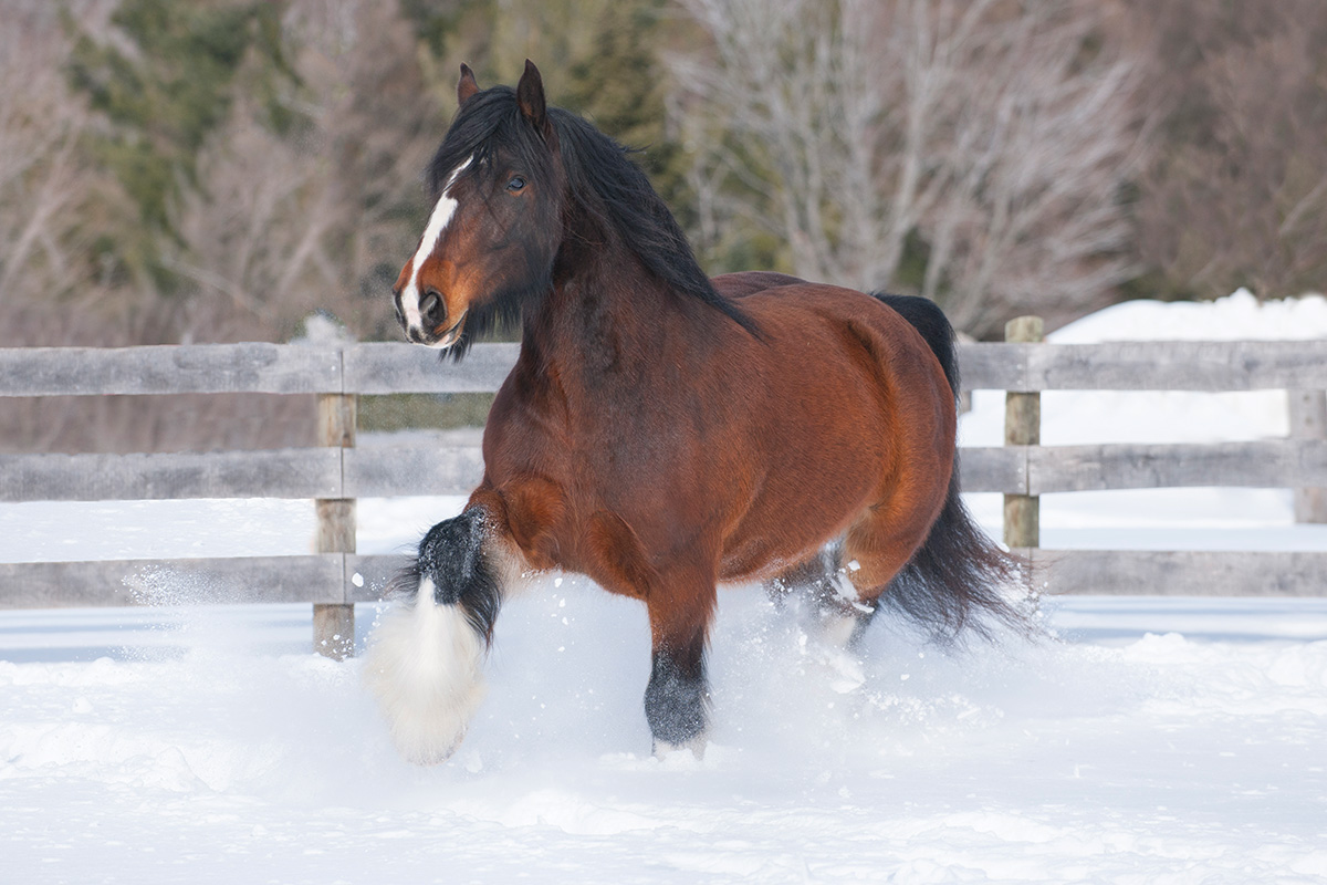 6 Winter Grooming Suggestions – Horse Illustrated