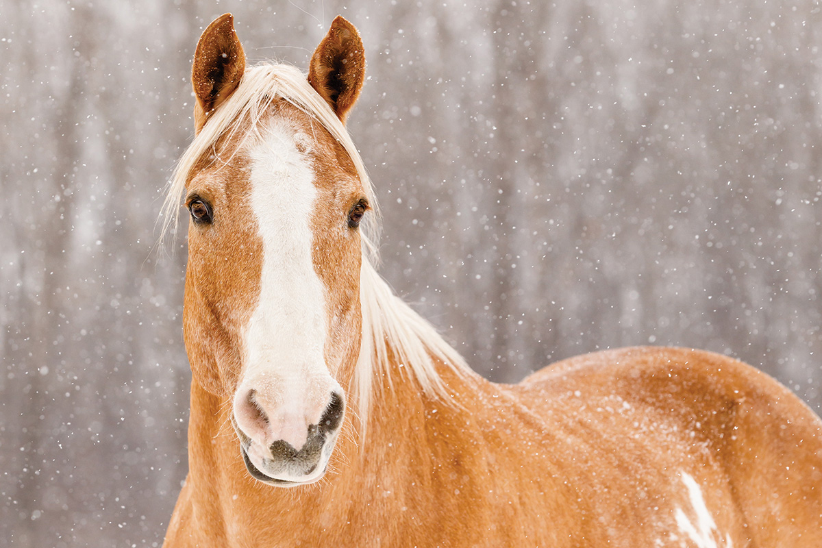 Chilly Climate Horse Care FAQs