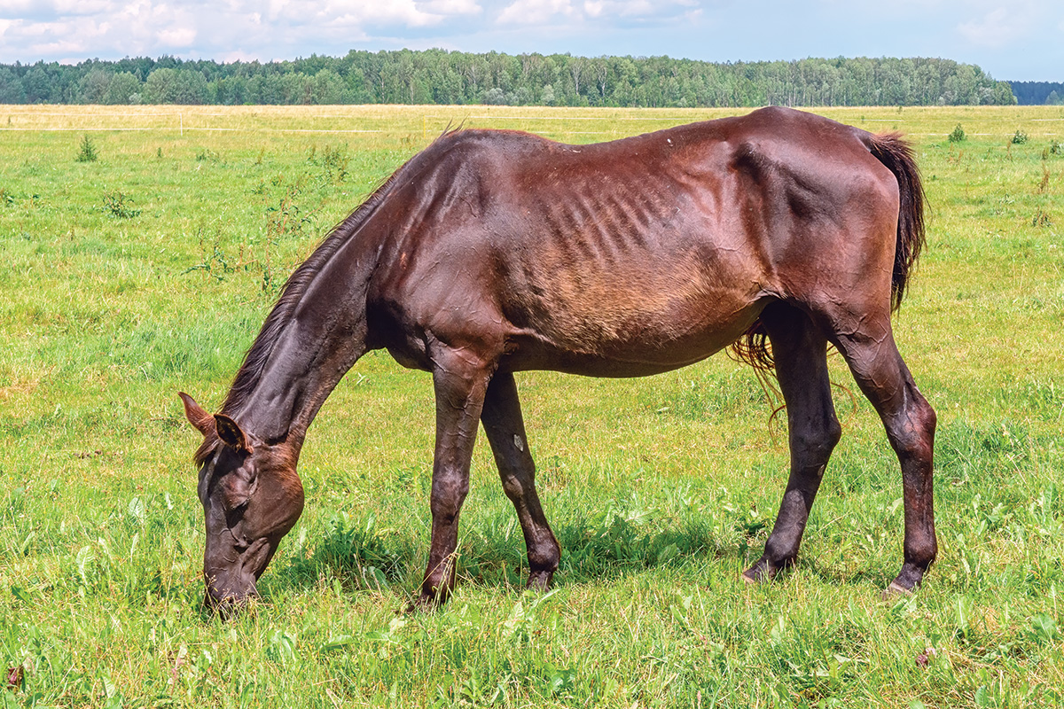 Feeding a Exhausting Keeper – Horse Illustrated