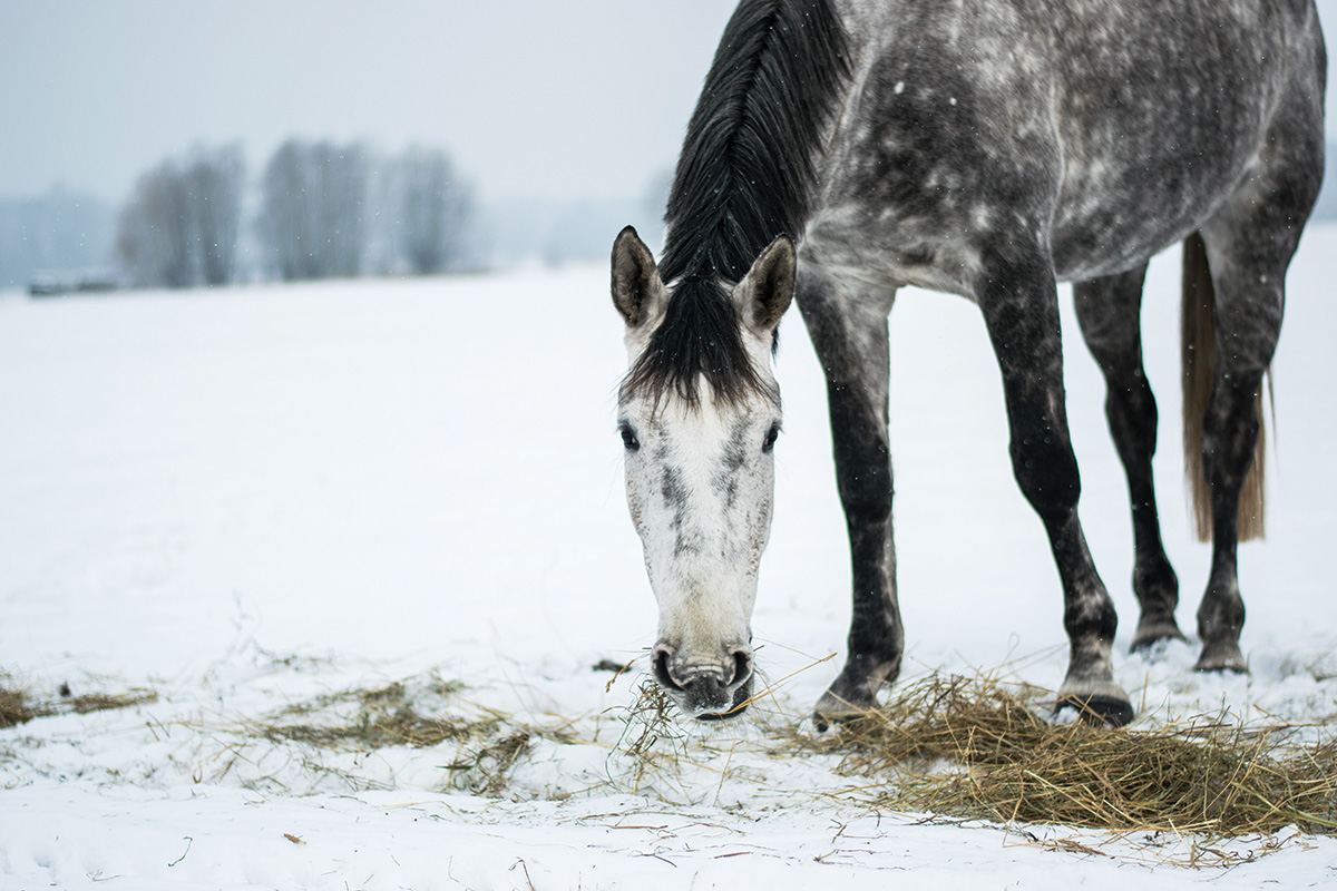 Feeding Your Horse within the Winter