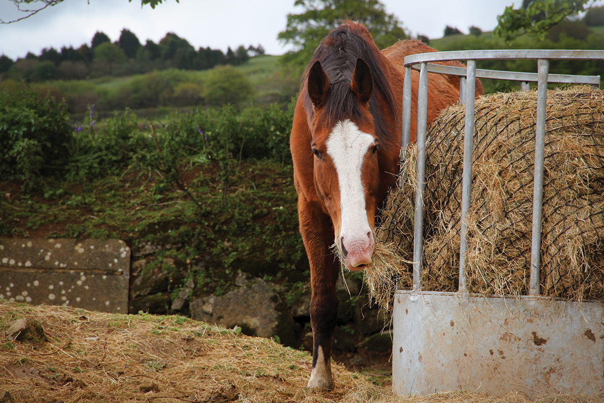 Winter Horse Feeding: Vitamin for the Senior