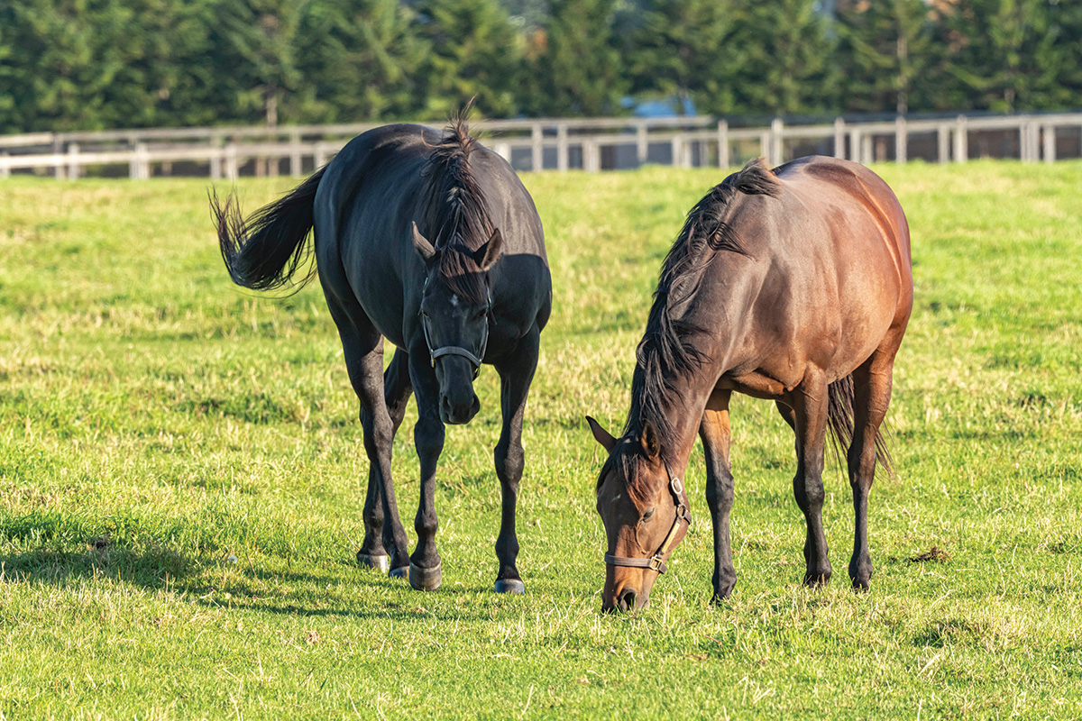 Fly Stomping Can Trigger Hoof Issues