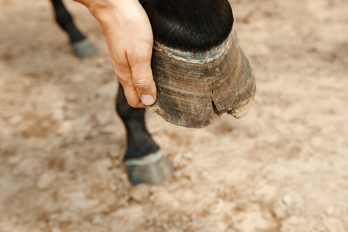 Hoof Well being Diet – Horse Illustrated