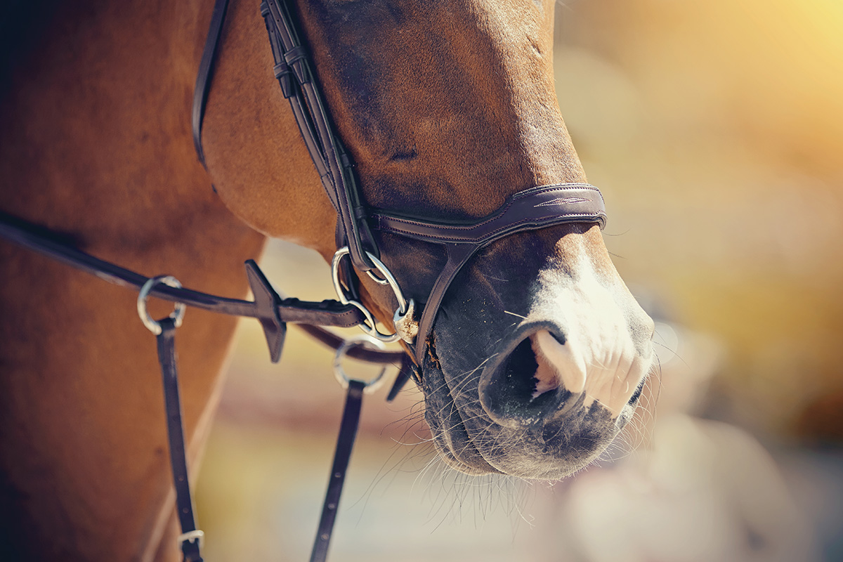 Horse Bits: Discovering the Appropriate Bit for Your Horse