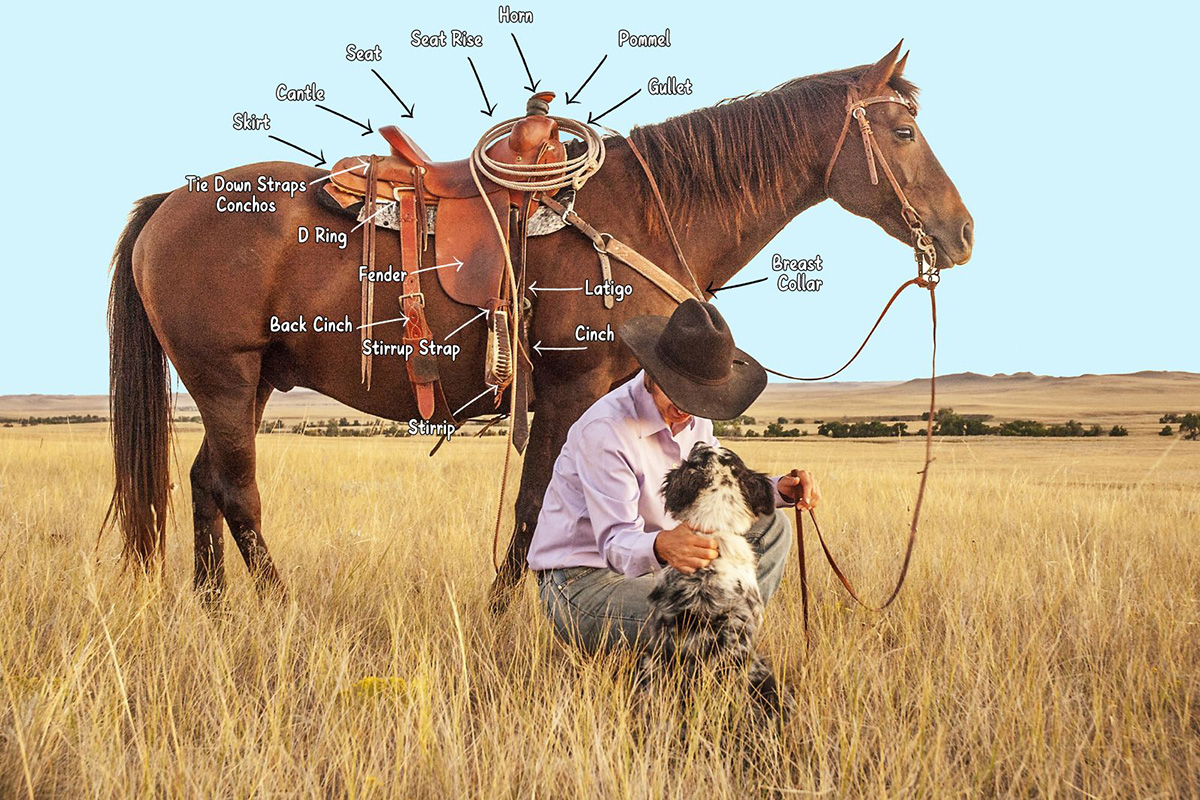 Information and Quiz to to Elements of a Western Saddle