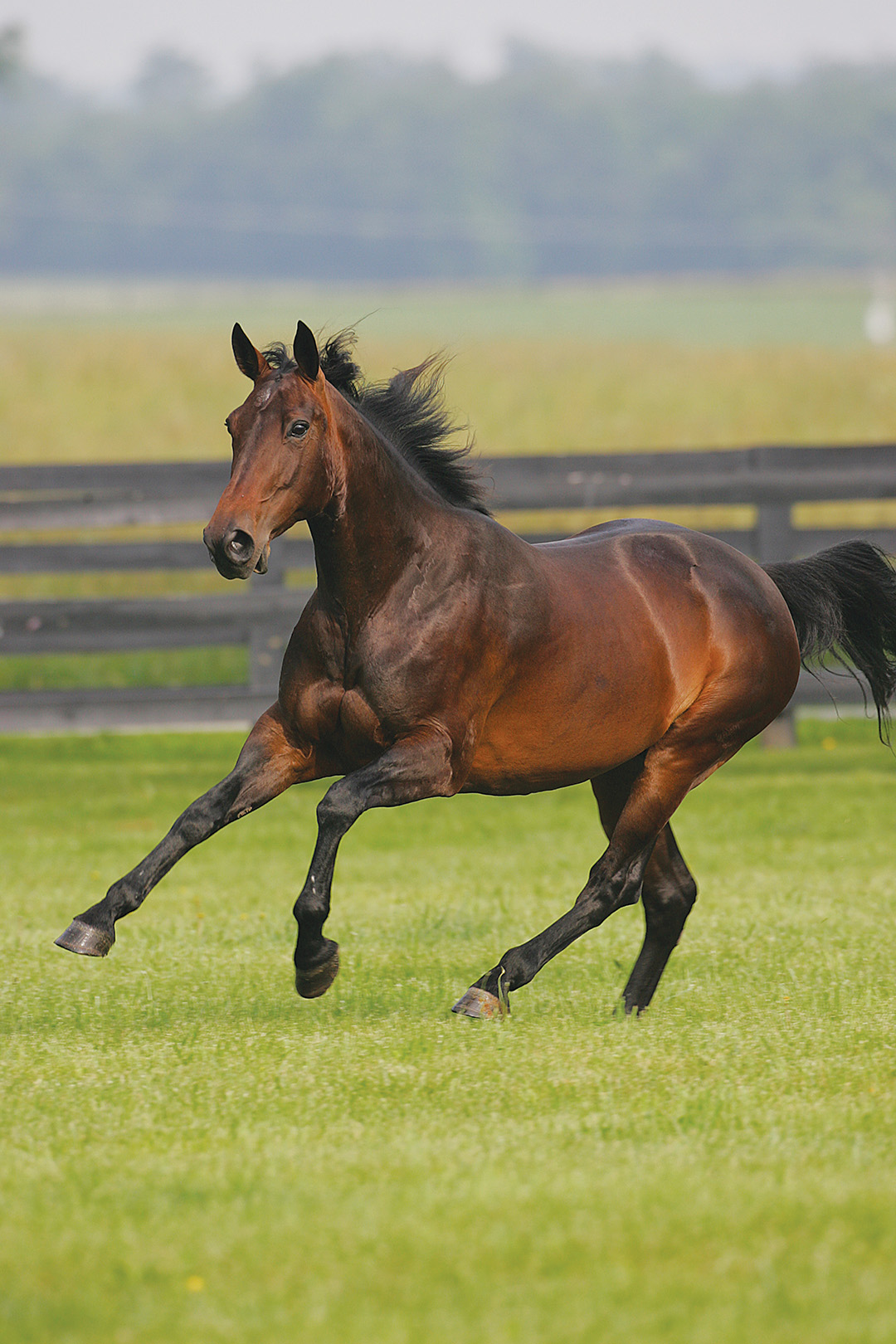 The Standardbred Horse: Something however Customary