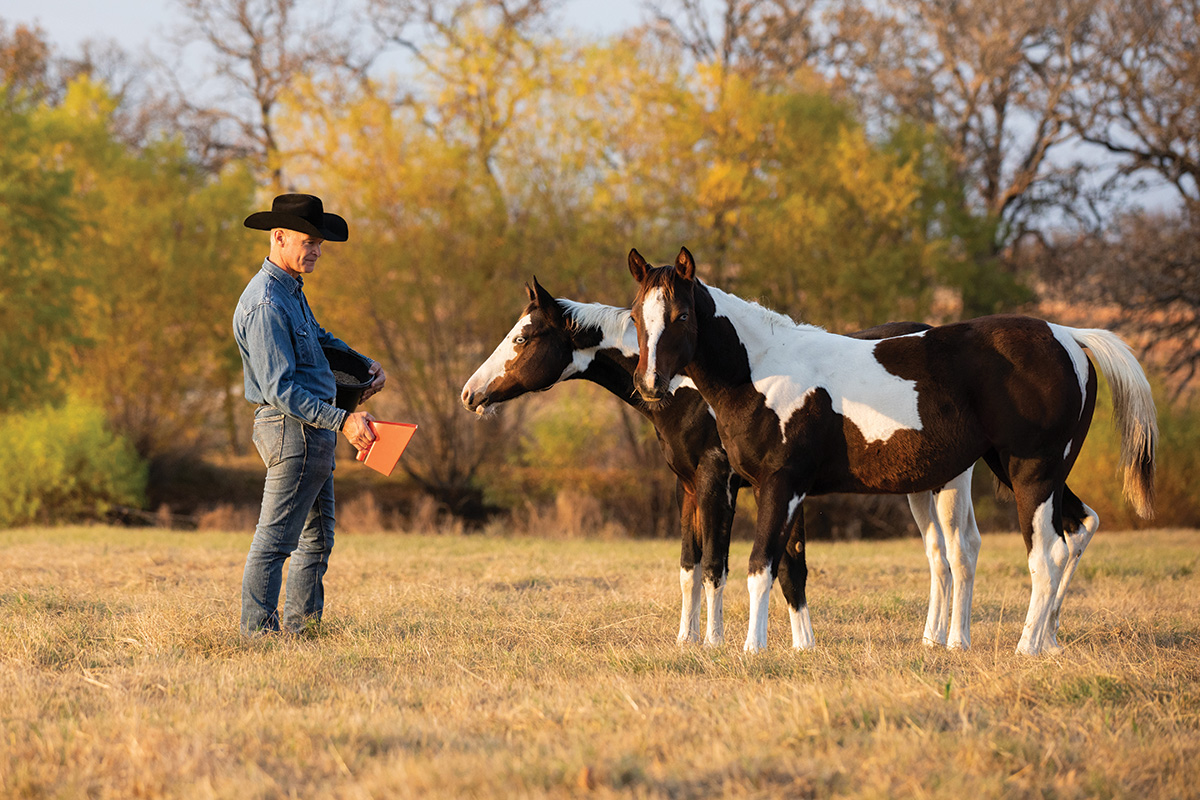 Younger Horse Vitamin – Horse Illustrated