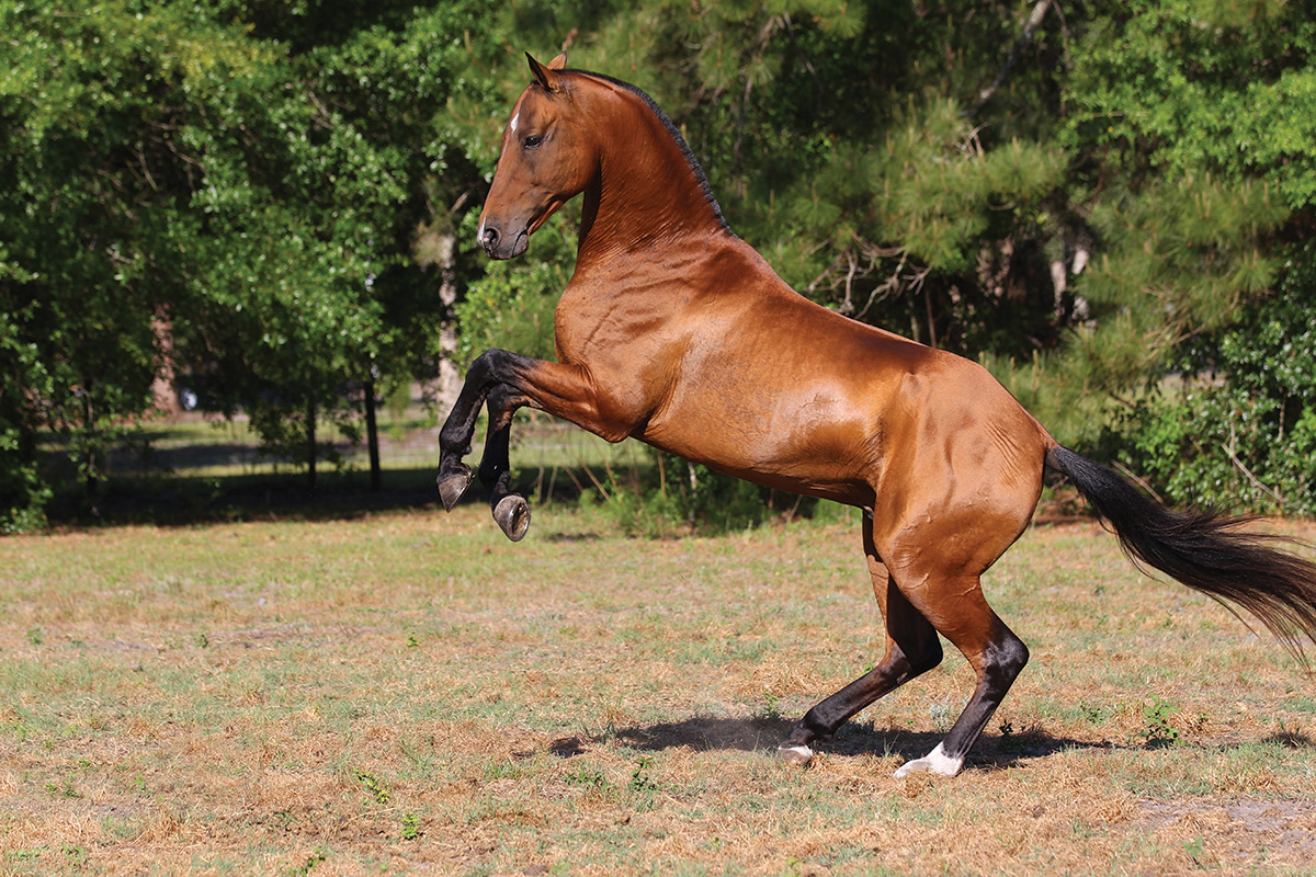 Akhal-Teke: A Uncommon Horse Breed