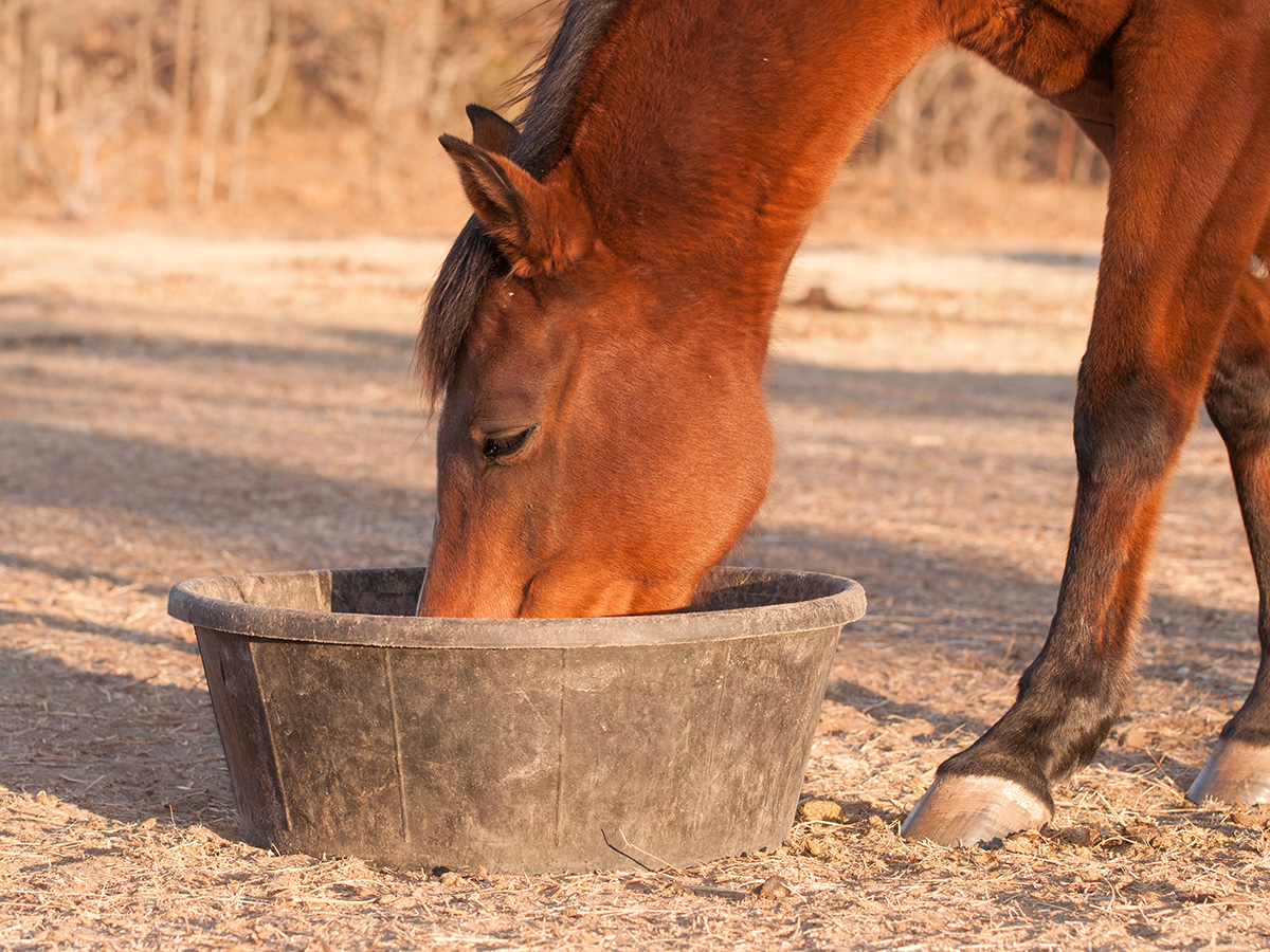 Calming Your Horse: Are Dietary supplements the Reply?