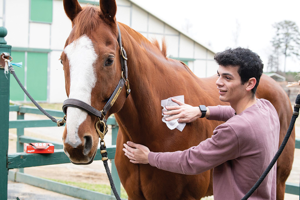 10 Horse Grooming Hacks – Horse Illustrated