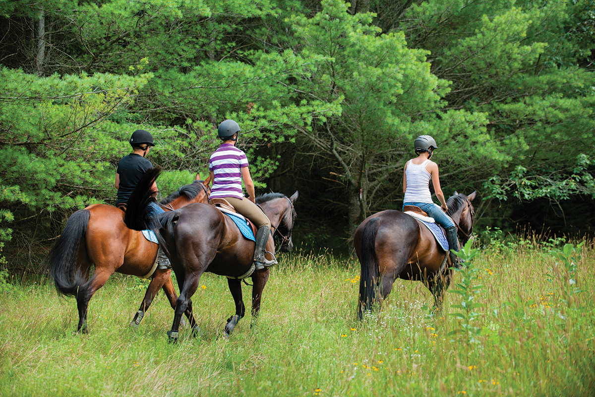 Driving Horses on Multi-Use Trails