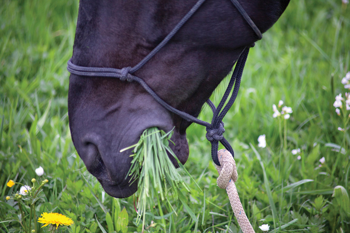 Insulin Resistance within the Horse