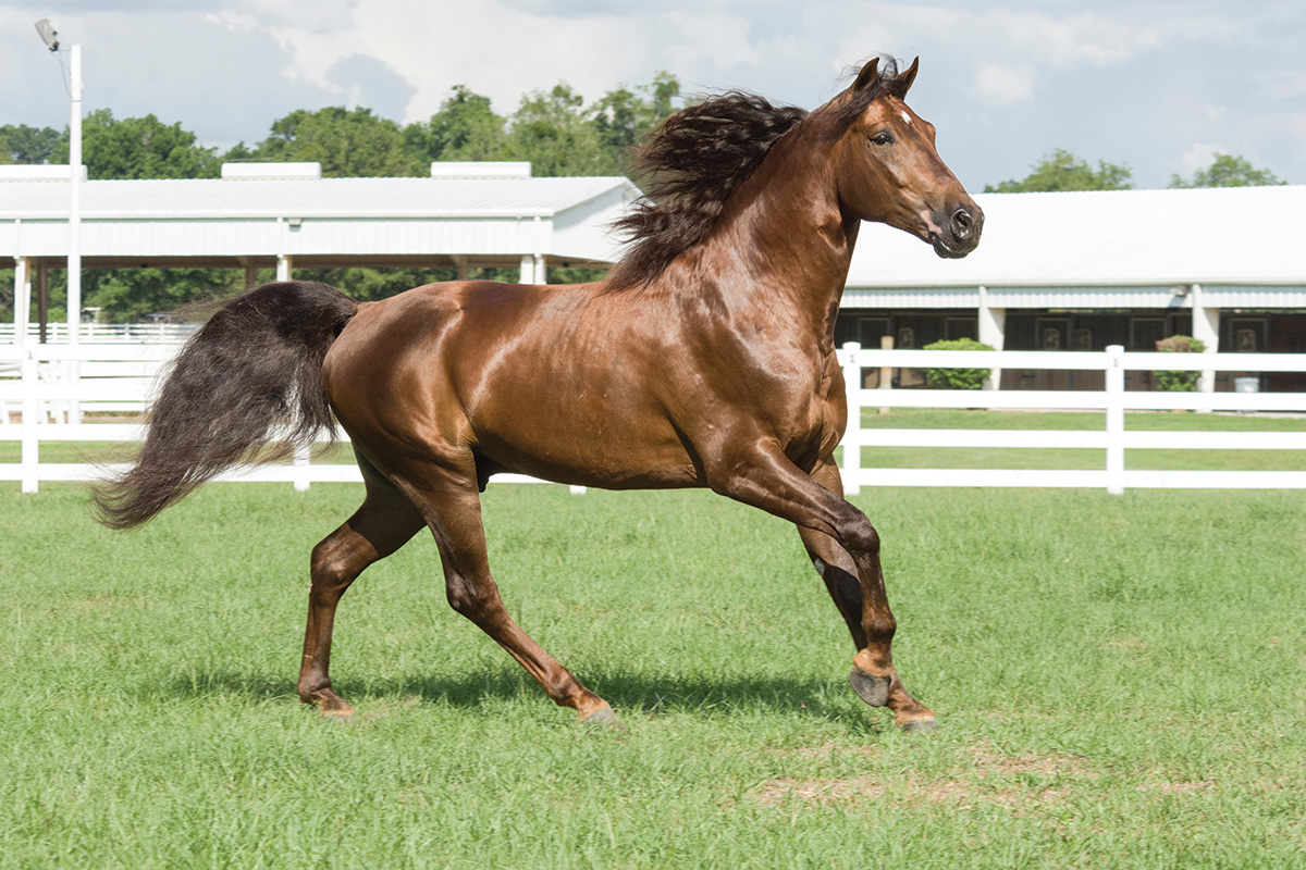 Horse Breed Portrait: Missouri Fox Trotter