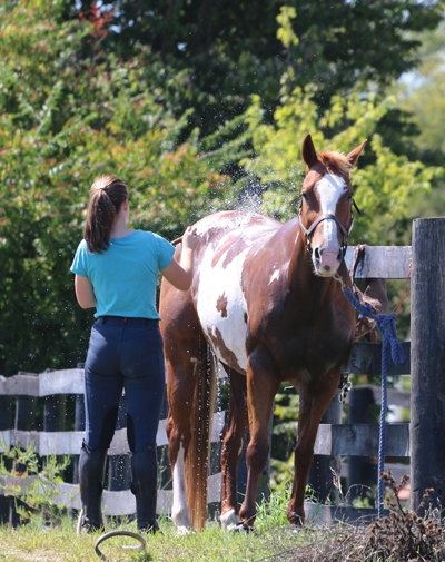 Methods to Bathe a Horse