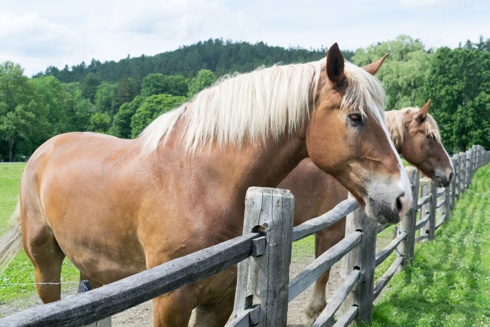 Belgian Draft Horse – Horse Illustrated