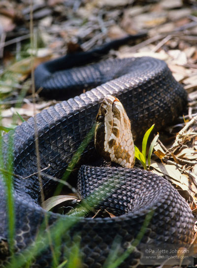 Avoiding Snakes Round Horses, Barns, and the Path