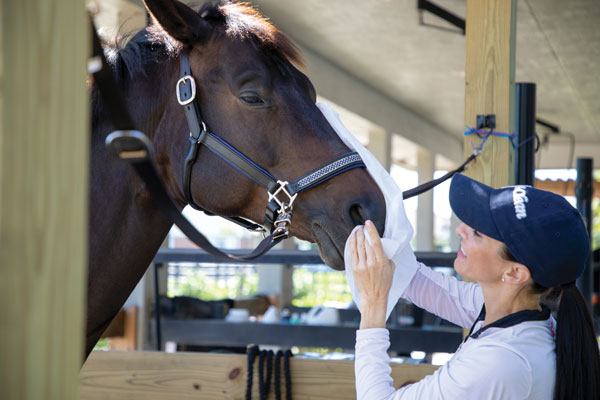 Horse Grooming Routine Upgrades – Horse Illustrated