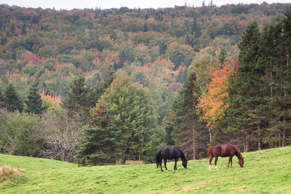 Fall Wellness Countdown for Your Horse’s Care