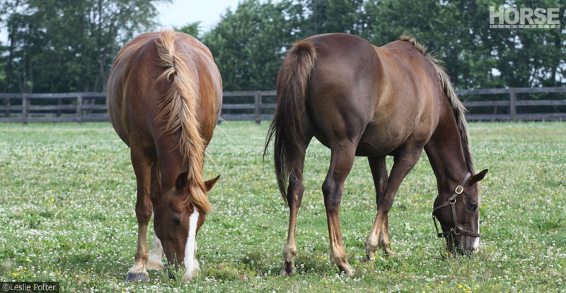 Stopping Grass Founder in Horses