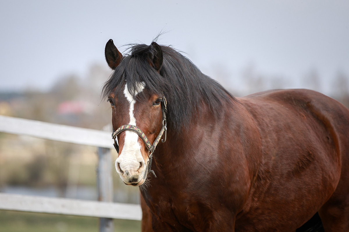 Feeding an Straightforward Keeper – Horse Illustrated