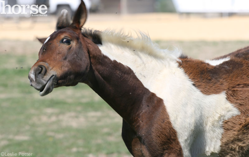 7 Fly Management Myths – Horse Illustrated