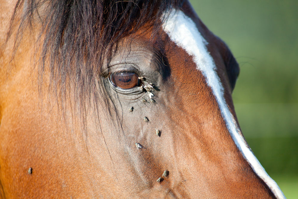 Understanding Fly Spray Labels – Horse Illustrated