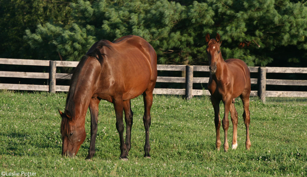 Horse Feeding Dos and Don’ts