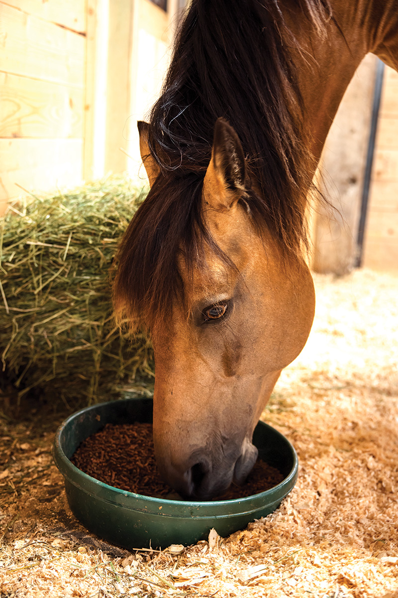 Frequent Horse Feeding Errors to Keep away from