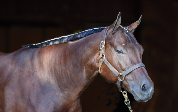 Be taught The right way to Band a Western Horse’s Mane