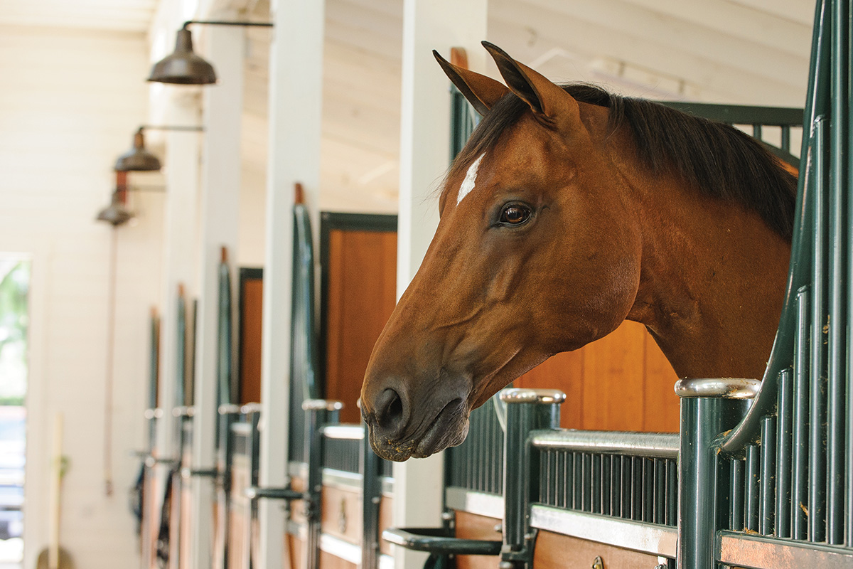 Vitamin and Take care of a Horse in a Stall