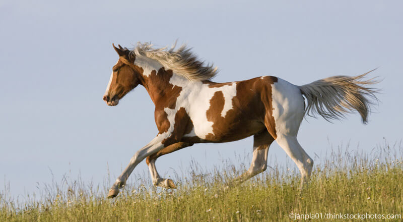 Paint Horse vs. Pinto: Study the Distinction