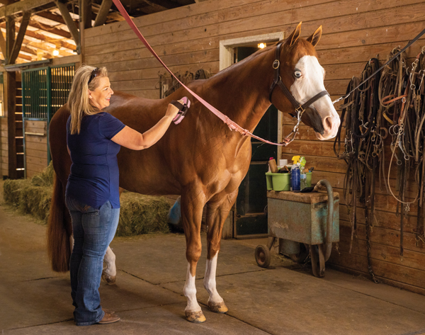 All About Widespread Horse Pores and skin Situations