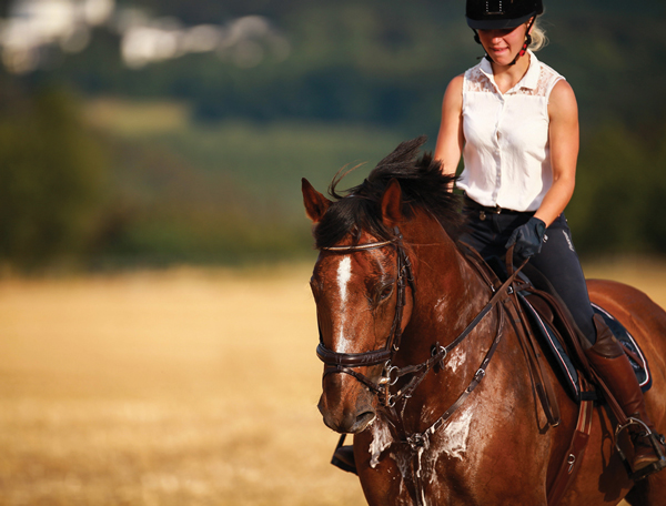 A Vet’s Information on Summer time Horse Well being Care Methods