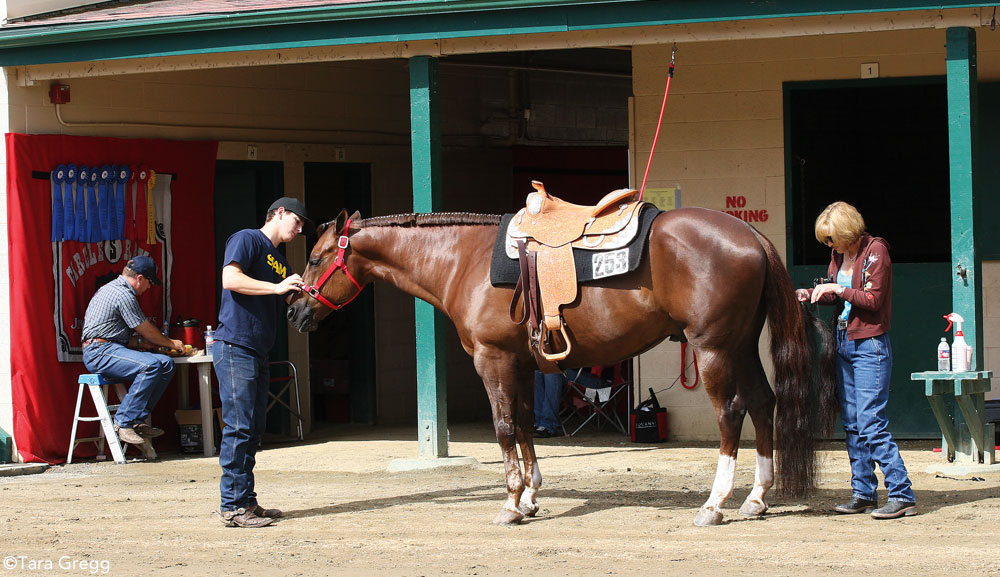 Horse Present Grooming Package Guidelines