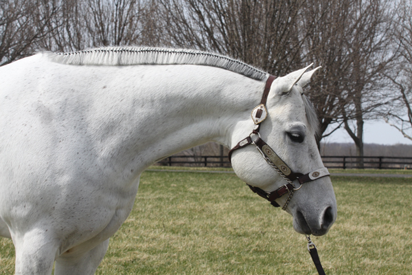 English Rubber Band Braids & Western Mane Banding