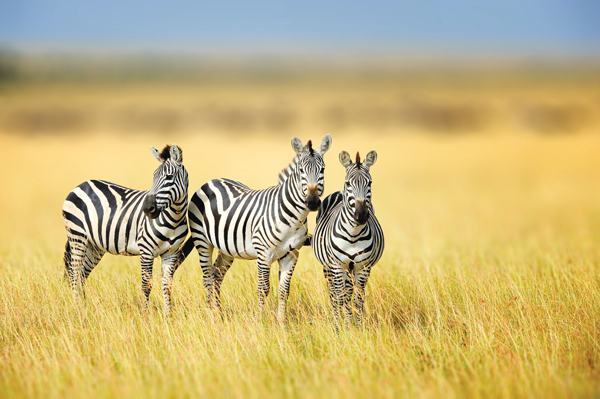 Zebra Stripes Results on Flies